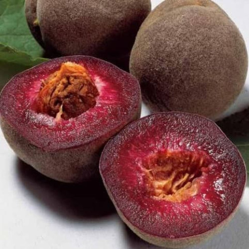 Блек Бой (пізній)